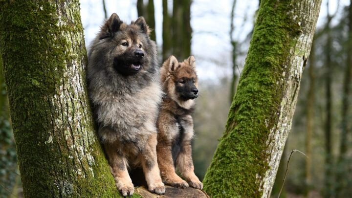 Die ideale und sichere Hundehaltung im eigenen Garten